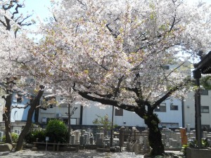 願泉寺の桜